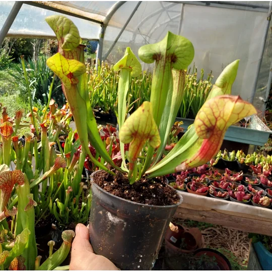 Sarracenia x catesbaei, pink flower, clone 3