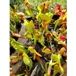 Sarracenia x catesbaei, pink flower, clone 3
