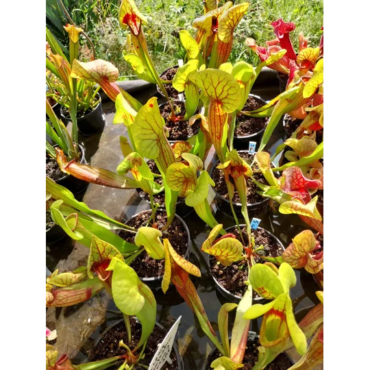 Sarracenia x catesbaei, pink flower, clone 3