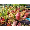 Sarracenia purpurea 'EVELINA', lipless