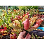 Sarracenia purpurea 'EVELINA', lipless