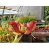 Sarracenia purpurea 'EVELINA', lipless