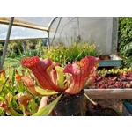 Sarracenia purpurea 'EVELINA', lipless