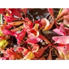 Sarracenia purpurea 'EVELINA', lipless