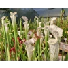 Sarracenia leucophylla L22D MS, Santa Rosa Co., near Yellow River, FL