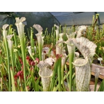 Sarracenia leucophylla L22D MS, Santa Rosa Co., near Yellow River, FL