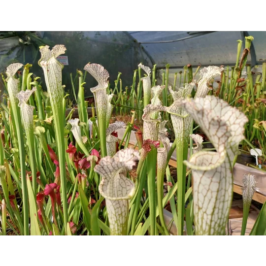 Sarracenia leucophylla L22D MS, Santa Rosa Co., near Yellow River, FL
