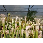 Sarracenia leucophylla L22D MS, Santa Rosa Co., near Yellow River, FL