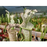 Sarracenia leucophylla L22D MS, Santa Rosa Co., near Yellow River, FL