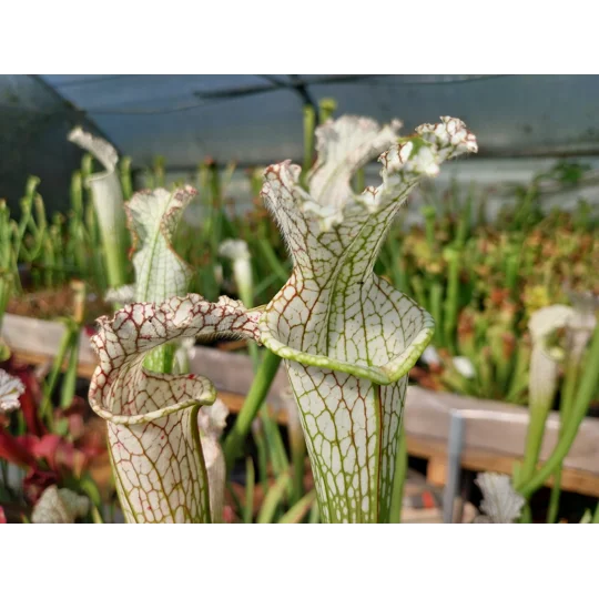 Sarracenia leucophylla L22D MS, Santa Rosa Co., near Yellow River, FL