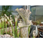 Sarracenia leucophylla L22D MS, Santa Rosa Co., near Yellow River, FL