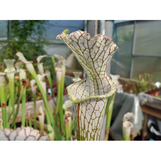 Sarracenia leucophylla L22D MS, Santa Rosa Co., near Yellow River, FL
