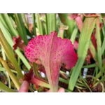 Sarracenia x mitchelliana 'KGB'