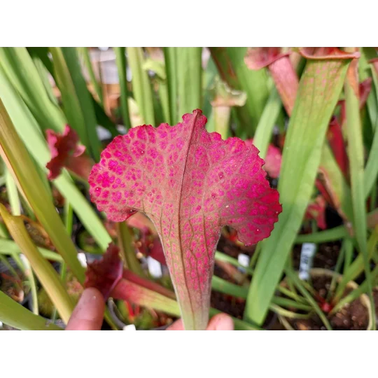 Sarracenia x mitchelliana 'KGB'