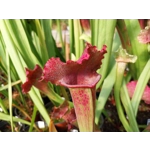 Sarracenia x mitchelliana 'KGB'