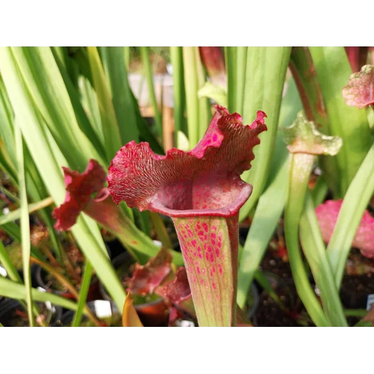 Sarracenia x mitchelliana 'KGB'