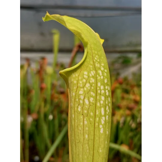 Sarracenia x excellens (S. leucophylla x minor var. okeefenokeensis)