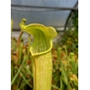 Sarracenia x excellens (S. leucophylla x minor var. okeefenokeensis)