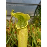 Sarracenia x excellens (S. leucophylla x minor var. okeefenokeensis)
