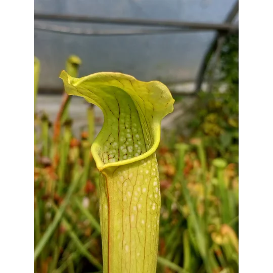 Sarracenia x excellens (S. leucophylla x minor var. okeefenokeensis)