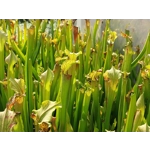 Sarracenia rubra subsp. gulfensis
