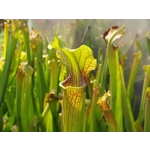 Sarracenia rubra subsp. gulfensis