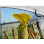 Sarracenia rubra subsp. wherryi