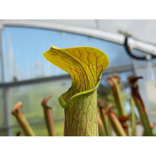 Sarracenia rubra subsp. wherryi