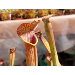 Sarracenia rubra subsp. rubra