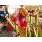 Sarracenia x michelliana x flava var. rugelii
