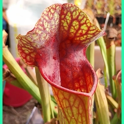 Sarracenia x michelliana x flava var. rugelii