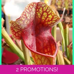 Sarracenia x michelliana x flava var. rugelii