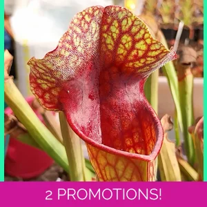 Sarracenia x michellian..