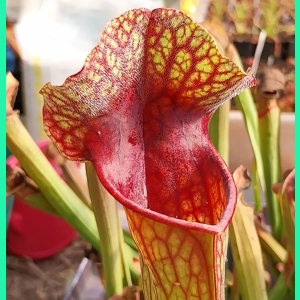 Sarracenia x michelliana x flava var. rugelii