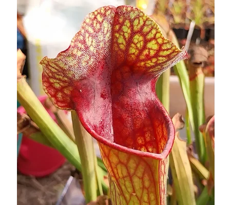 Sarracenia x michelliana x flava var. rugelii