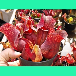Sarracenia purpurea sub..