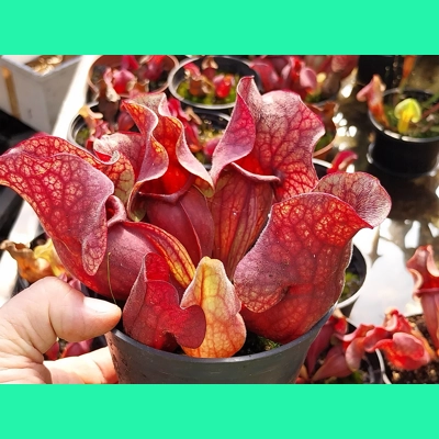 Sarracenia purpurea subsp. venosa