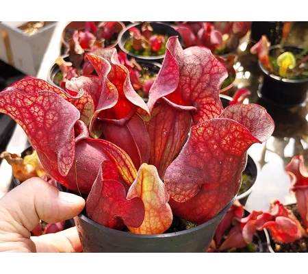 Sarracenia purpurea subsp. venosa