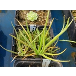 Pinguicula medusina