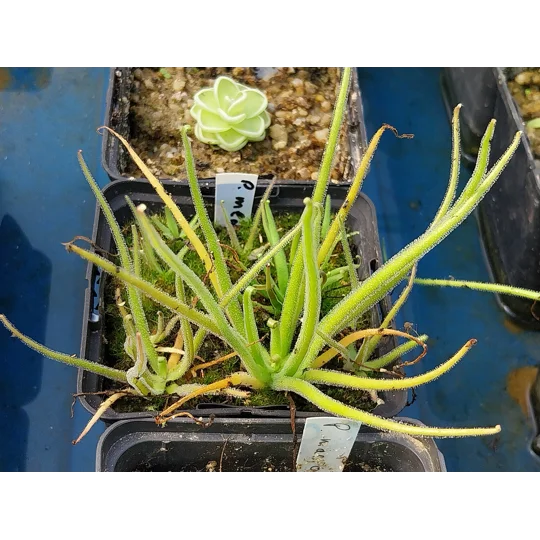 Pinguicula medusina, Laguna Encantada, Oaxaca