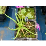 Pinguicula moctezumae