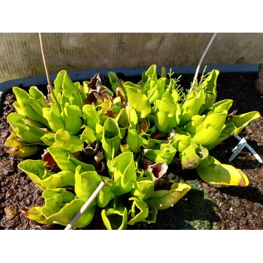 Sarracenia purpurea subsp. purpurea f. heterophylla