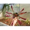 Sarracenia x wrigleyana 'SCARLET BELLE' (S. leucophylla x psittacina)