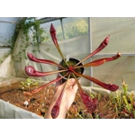 Sarracenia x wrigleyana 'SCARLET BELLE' (S. leucophylla x psittacina)