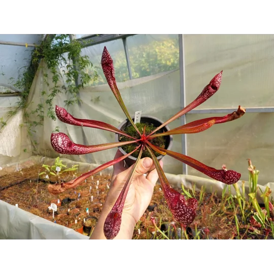 Sarracenia x wrigleyana 'SCARLET BELLE' (S. leucophylla x psittacina)