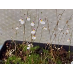 Utricularia parthenopipes