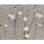 Utricularia parthenopipes