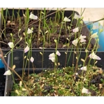 Utricularia livida Typical