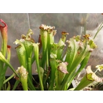 Sarracenia BIG DADDY (leucophylla x oreophylla) x leucophylla