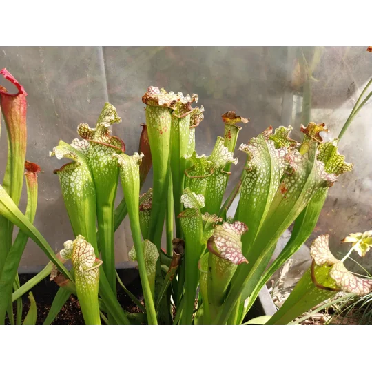 Sarracenia BIG DADDY (leucophylla x oreophylla) x leucophylla